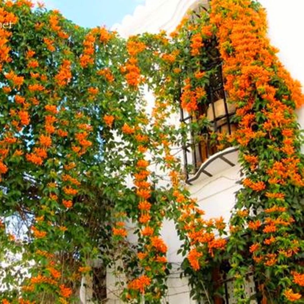 20 EXOTIC RARE JASMINE SEEDS for garden flower plant bush USA SELLER USPS