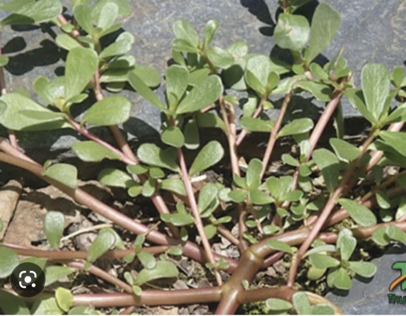 1 Pot Live Roots Plant , Portulaca Sativa Most Omega 3 Of Any Leafy (Rau Sam )
