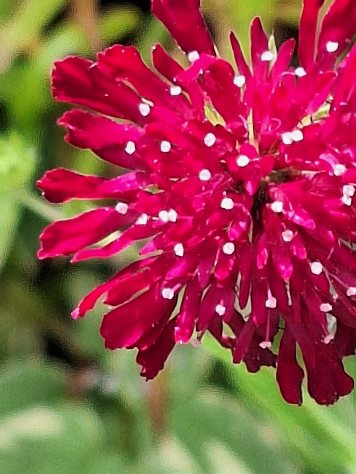 KNAUTIA, MIXED COLORS 100 SEEDS, RED, PINK, LAVENDER, PERENNIAL *EZ TO GROW*