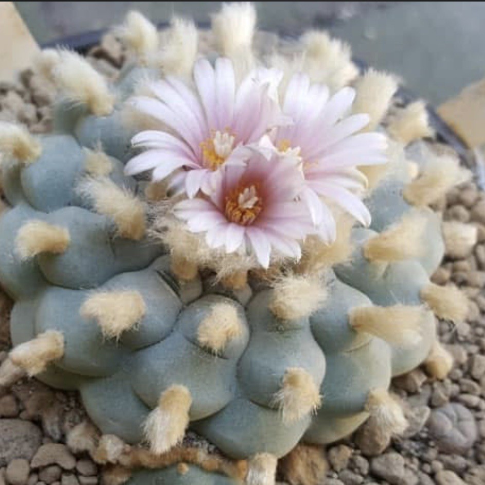 RARE SEEDS (10pk) L0ph…v. “SANDIA EL GRANDE” x10 (Ten) Cactus US SELLER
