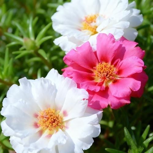 Mixed Color Portulaca Seeds – 20,000 Double Moss Rose Heirloom Flower Seeds for