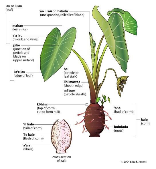 3 LIVE Colocasia Esculenta Elephant Ear Taro Gabi Kalo Eddo Bulbs READY to GROW