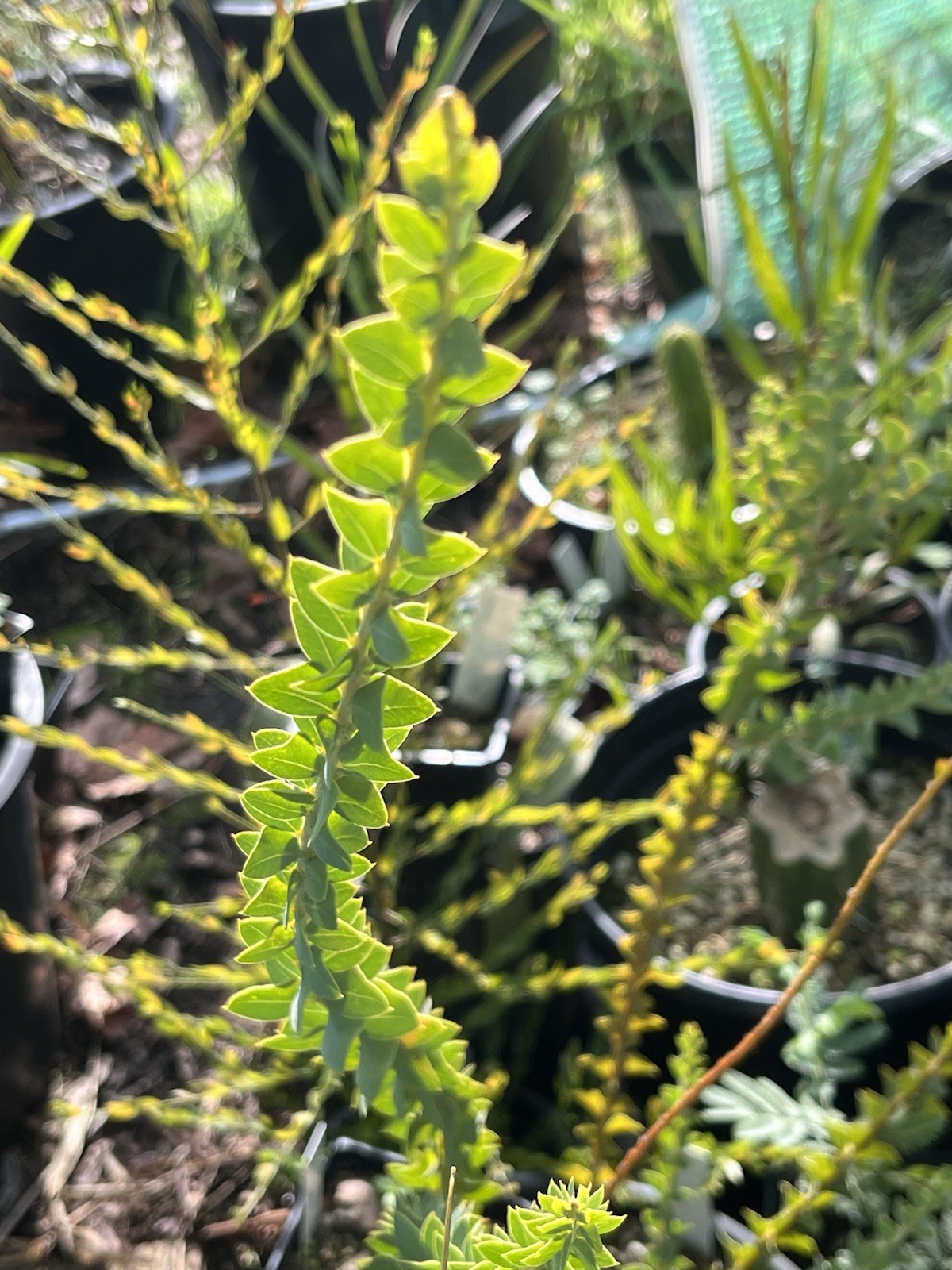 Acacia, Callistemon, Eucalyptus, Melaleuca, Seeds
