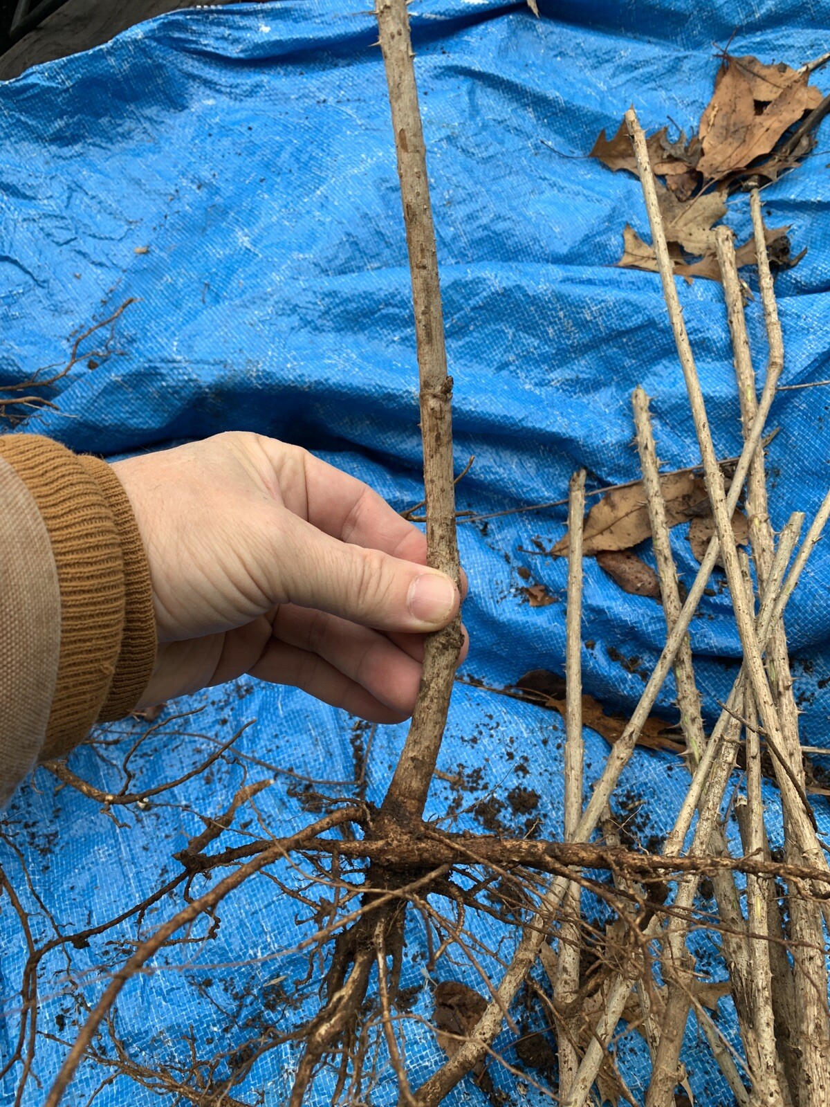 12-24 inches tall Aralia spinosa American Angelica Tree DEVIL’S WALKINGSTICK