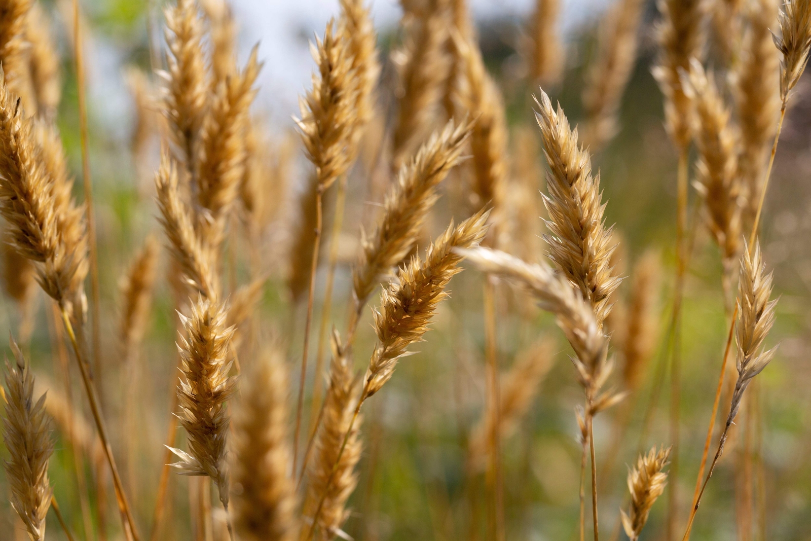 150 SWEET VERNAL GRASS Sweet Grass Vanilla Grass Anthoxanthum Odoratum Seeds