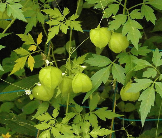 BALLOON VINE Cardiospermum Halicacabum – 100 Bulk Seeds