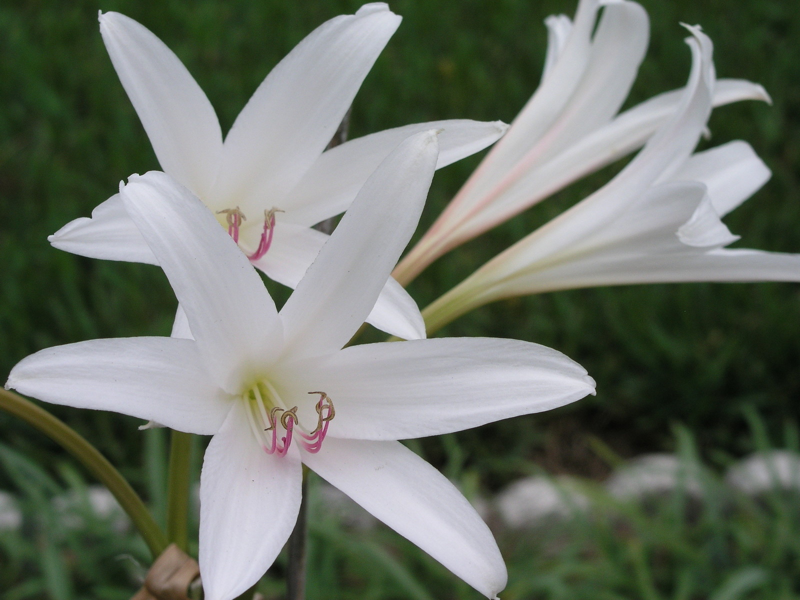 Crinum Lily, GRAB BAG, 20 bulbs, 6 types – 50% off