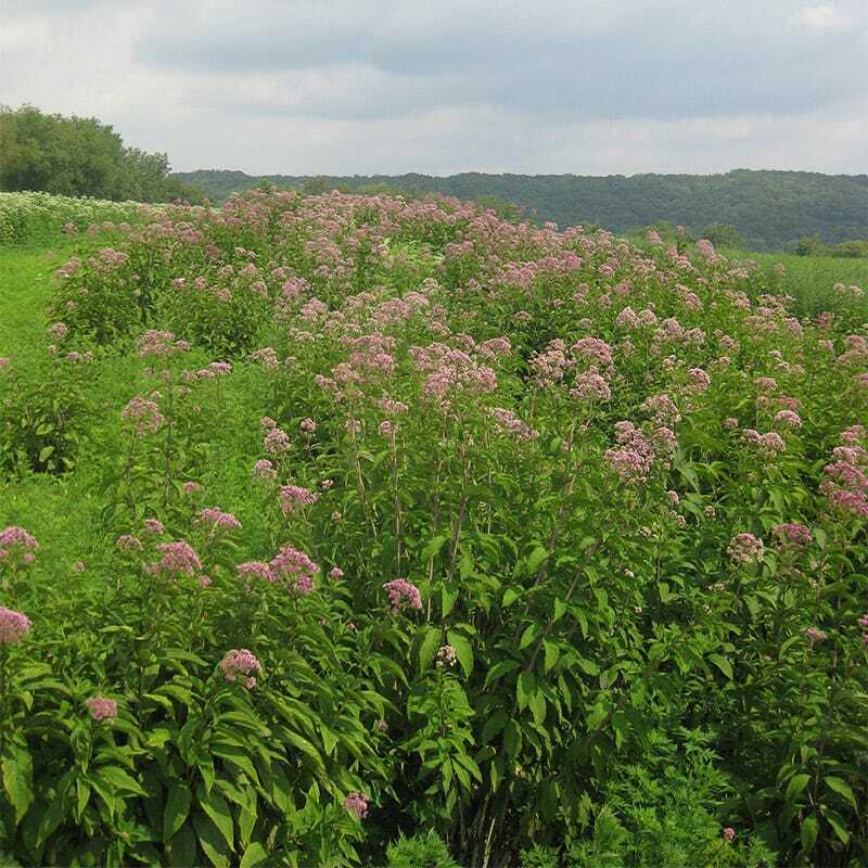 Joe Pye Weed SPOTTED Perennial Fall Planting Pollinators Butterflies 300 Seeds