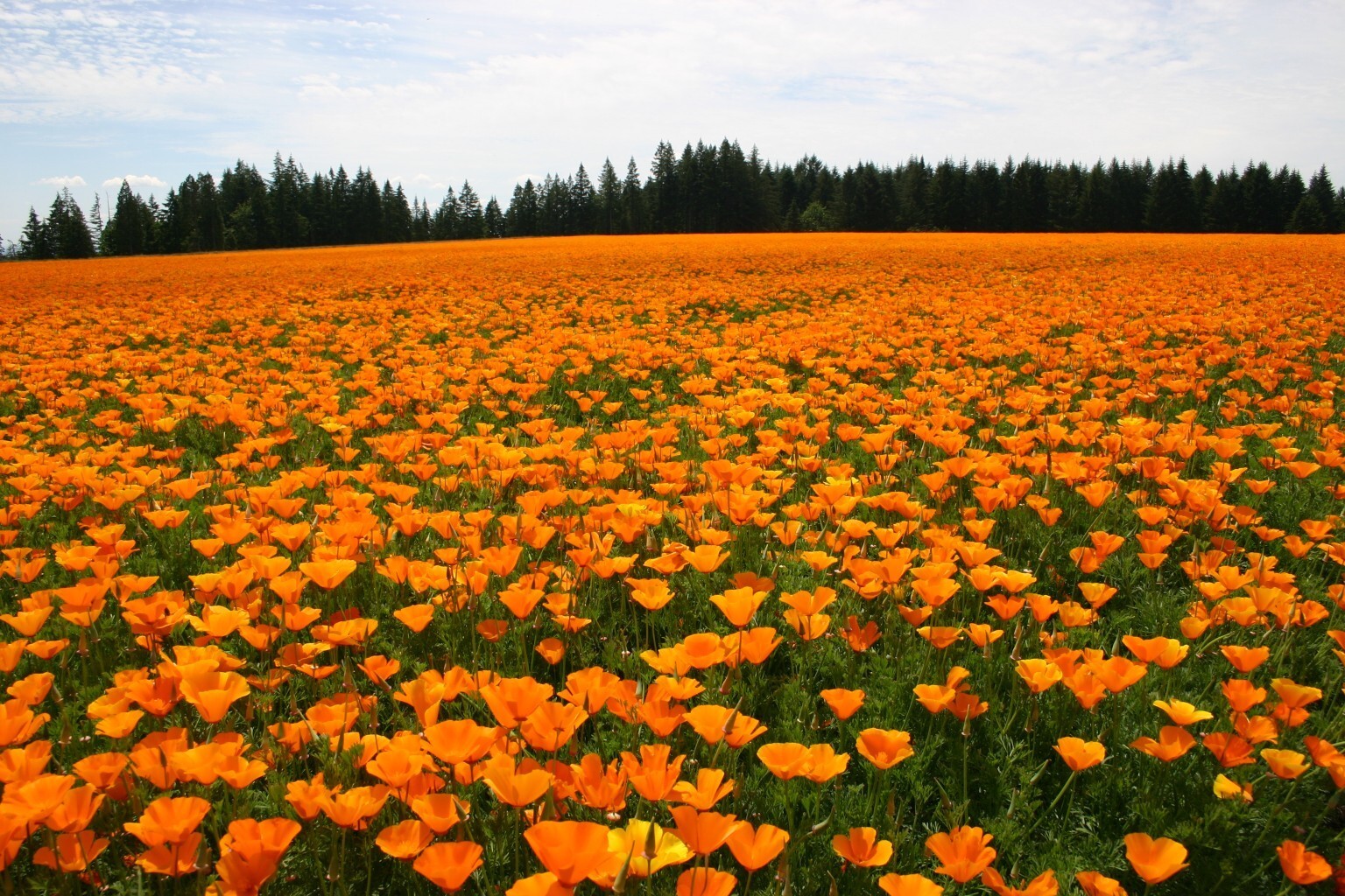 Poppy — California Orange ————————- 1000+ Seeds
