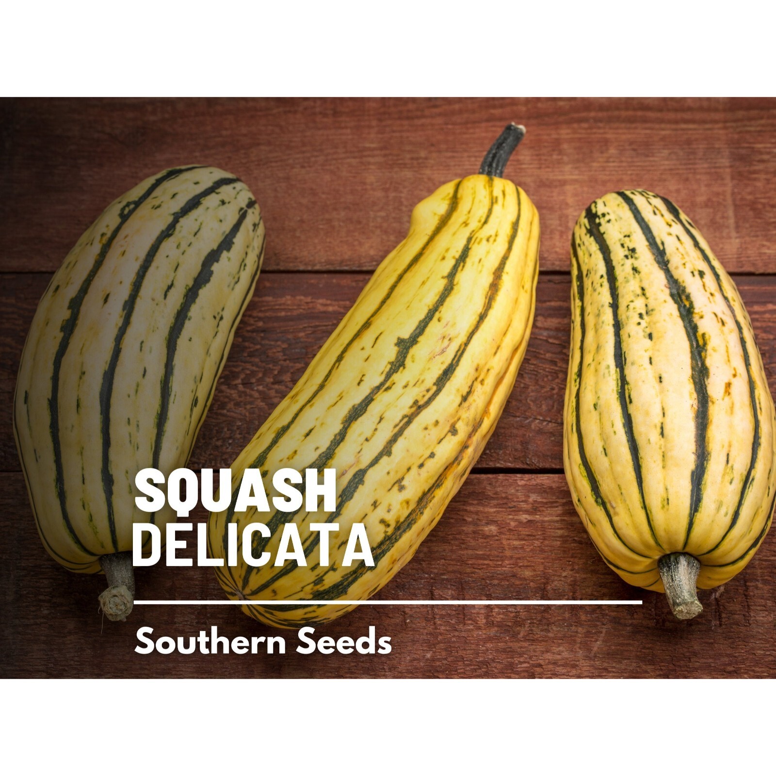 Squash, Delicata (Winter) – 20 Seeds – Heirloom Vegetable, Sweet Potato Squash,