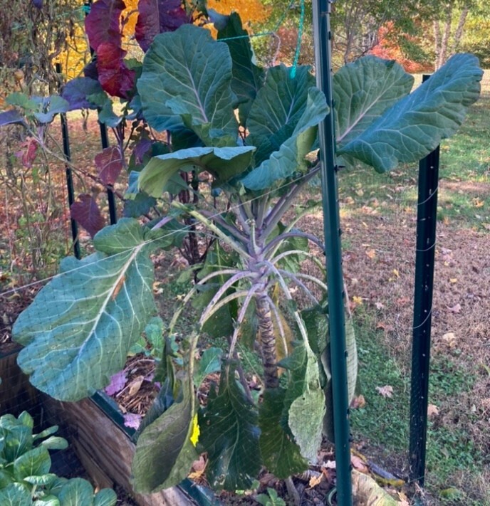 COLLARD GREEN (AFRICAN TREE COLLARD HYBRID-LONGHEAD) -6 FOOT PLANTS- 50 SEEDS!!!