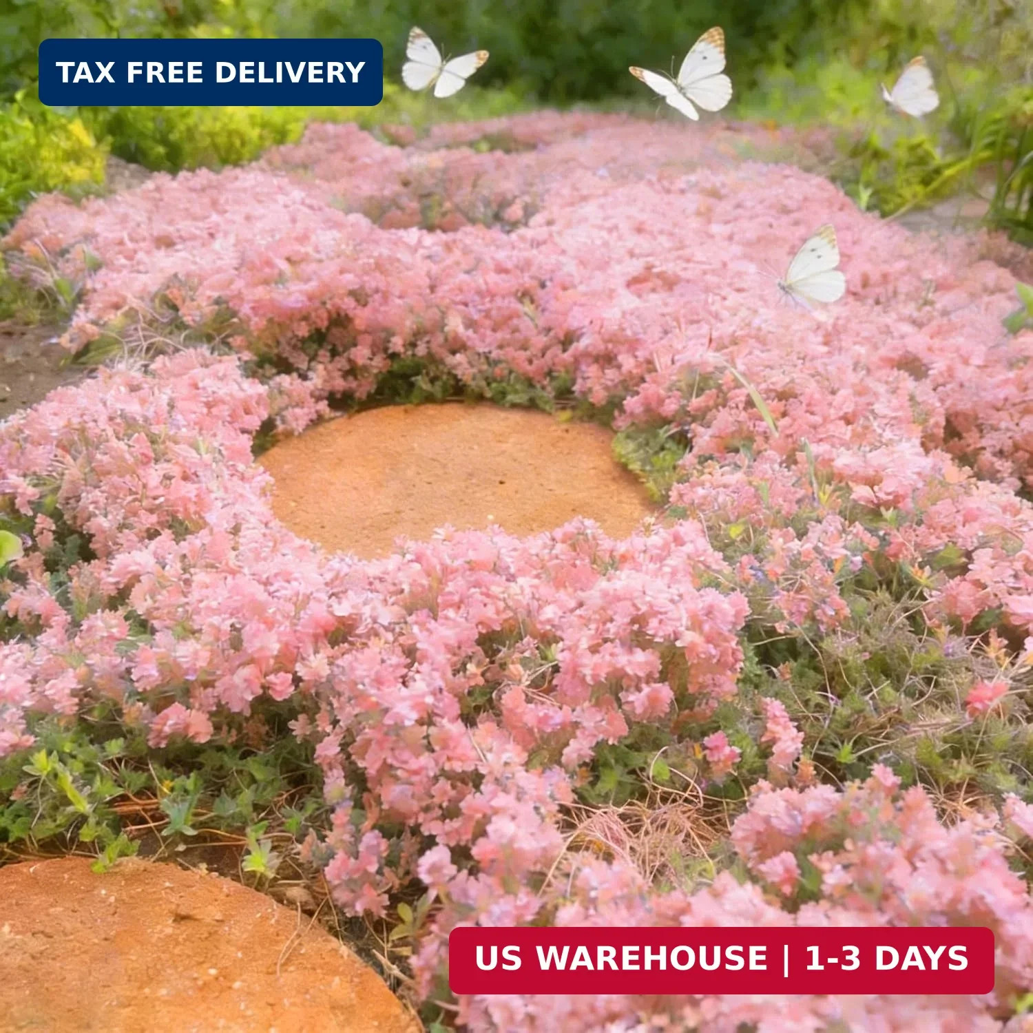 Pink Creeping Thyme Ground Cover Flower Seeds for Planting, 20003+pcs Perennial