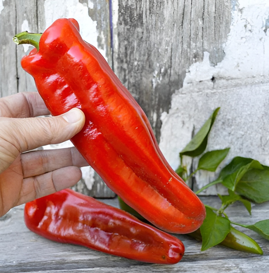 100ct Giant Red Marconi Sweet Pepper Seeds – Sweet Super Mild Heirloom Peppers