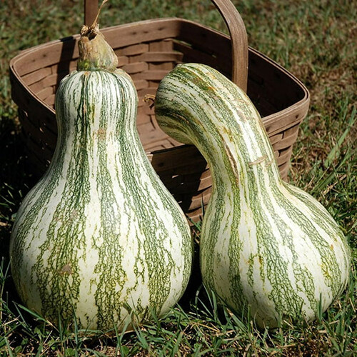 Cushaw Green Striped Pumpkin Seeds | Heirloom / Non-GMO | Free Shipping | 1080