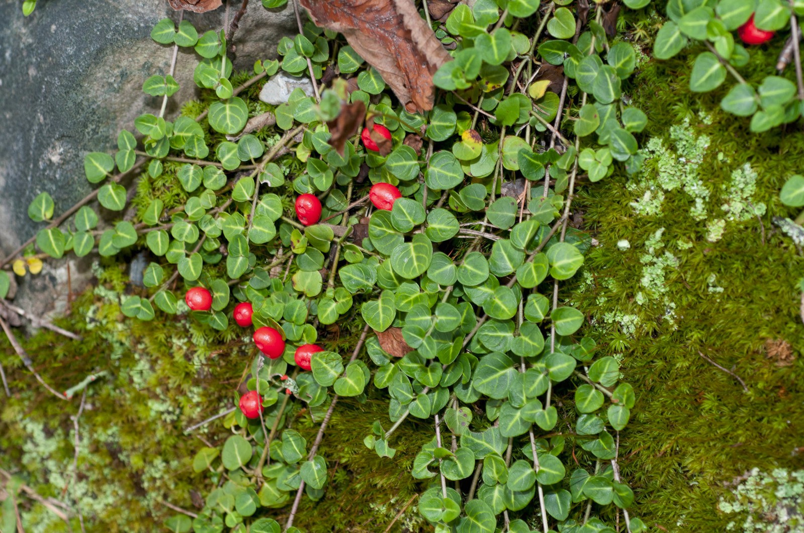 PARTRIDGE BERRY 10 Rooted Cuttings ~evergreen ~Shade ~low growing ~ground cover