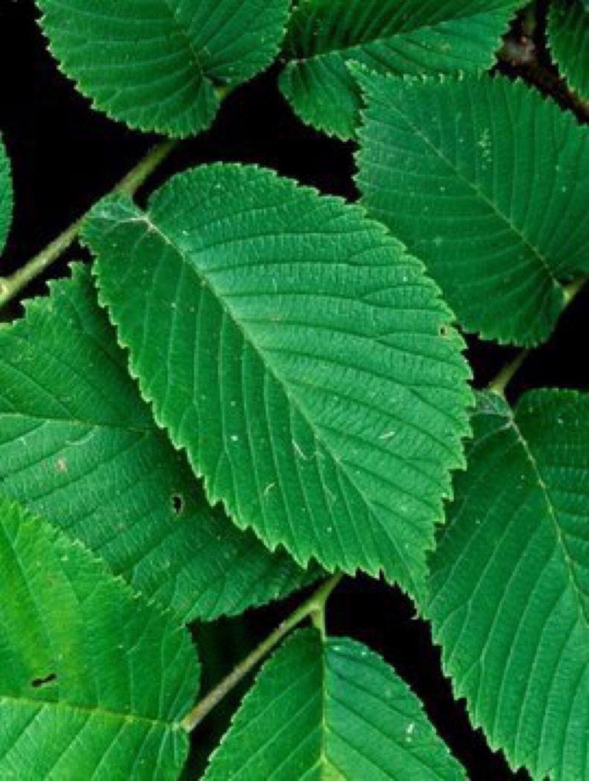 4-6 inches tall Slippery Elm tree 1 year old plant (Ulmus Rubra) Bare root