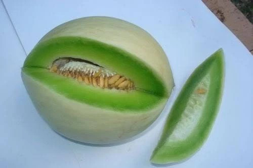 50+ Green Flesh Honeydew Seeds — Winter Melon ———— Heirloom
