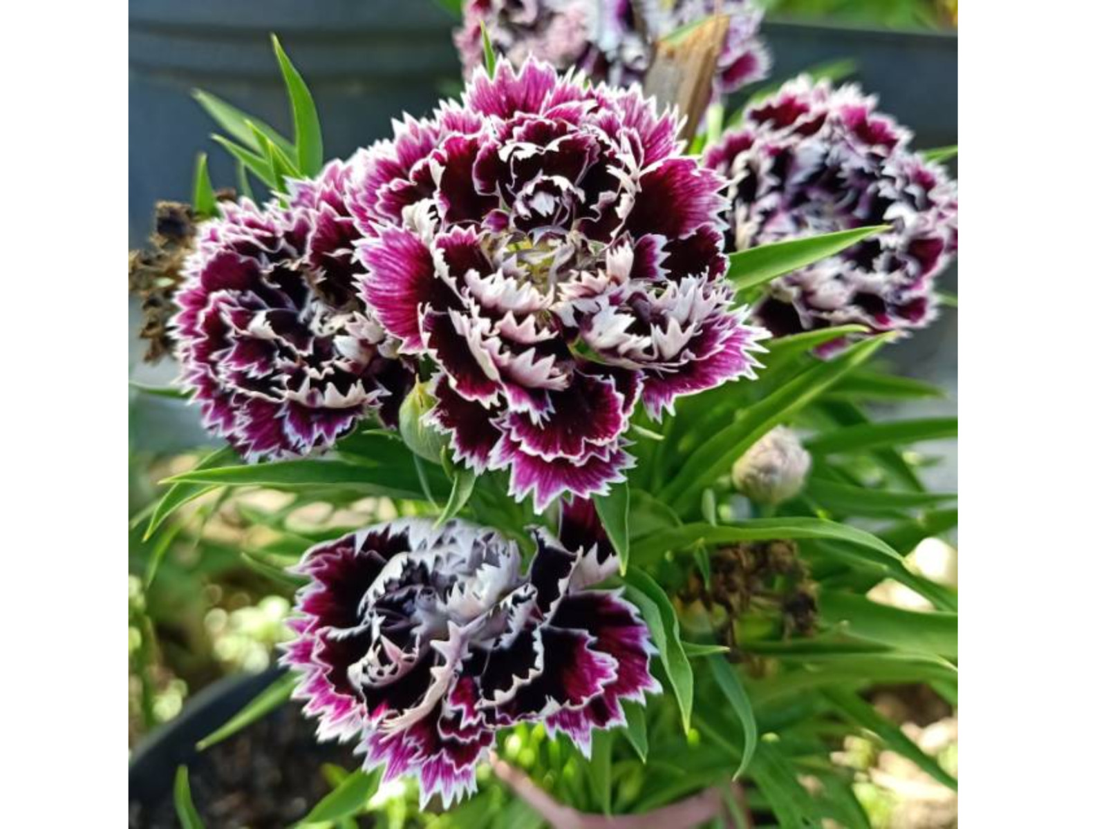 30 Seeds| China Pink ‘Black Velvet and Lace Carnations – Dianthus Flowers Seeds