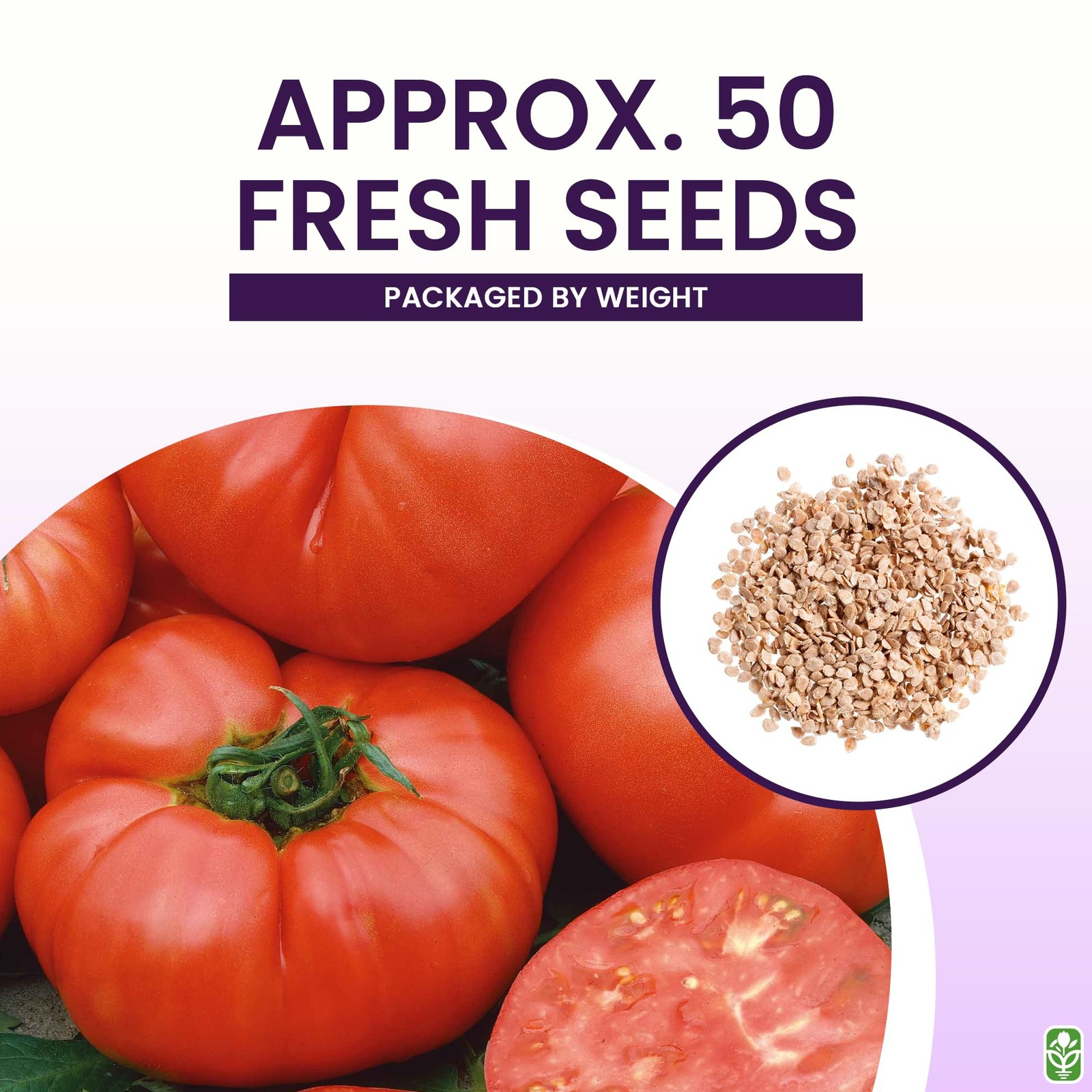 Marde Ross & Company Pink Ponderosa Heirloom Tomato Seeds Large Tomato One …