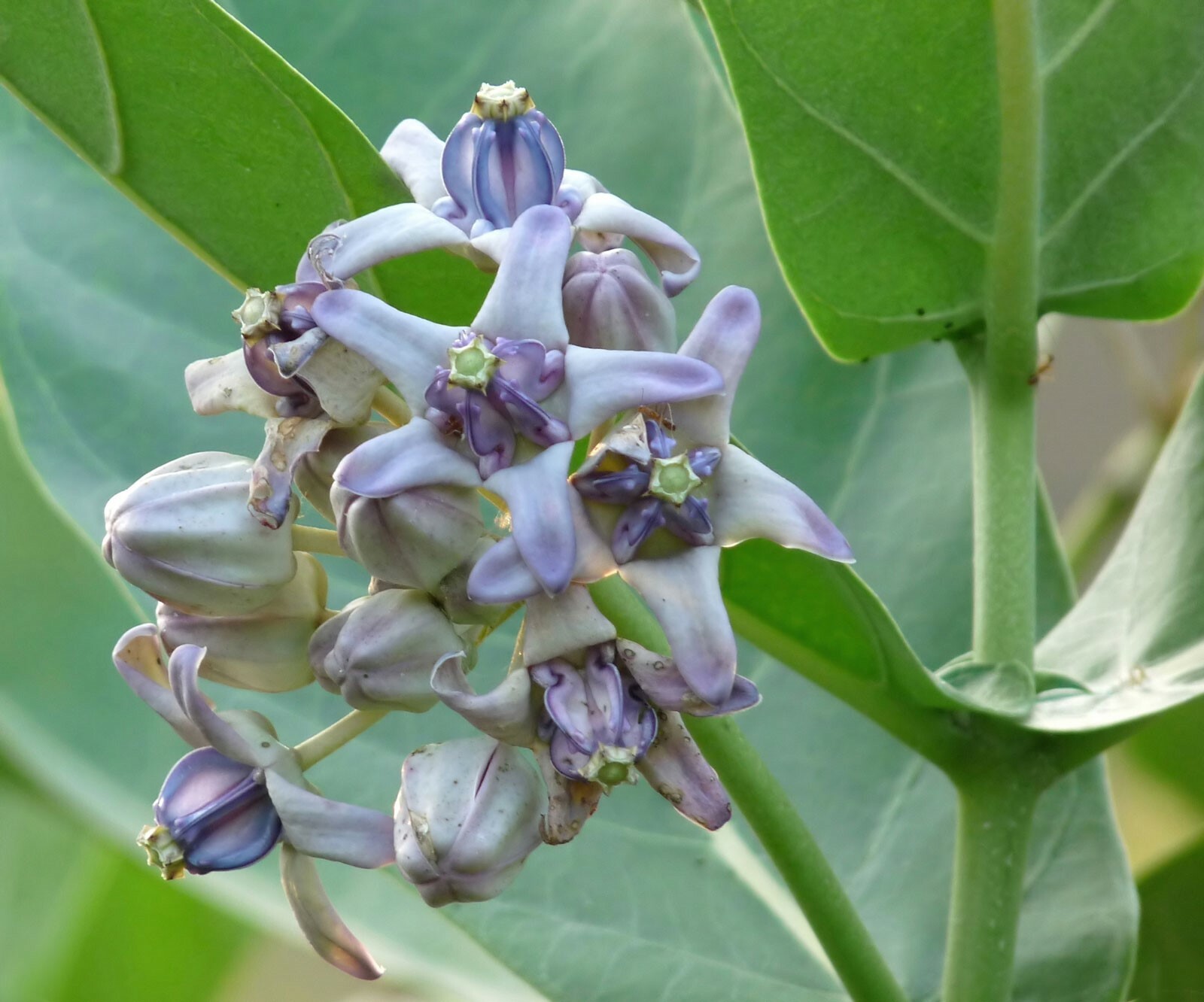 Calotropis gigantea Blue | Giant Milkweed | Crown Flower | 20_Seeds