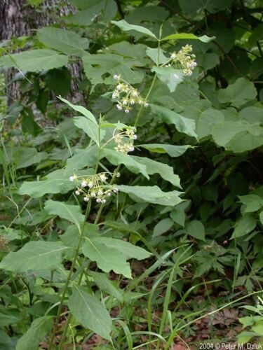 100+ SEEDS, POKE MILKWEED ASCLEPIAS EXALTATA MONARCH BUTTERFLY HOST PLANT