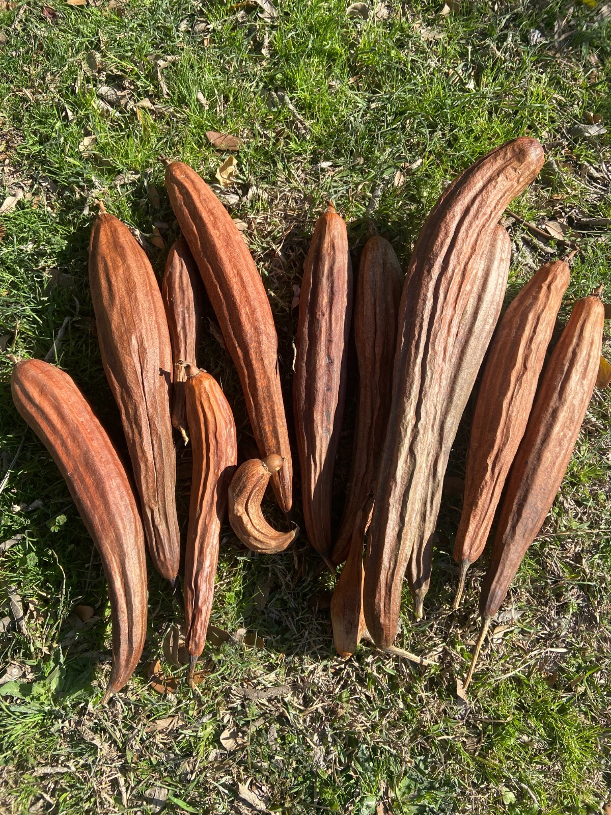 LUFFA GOURD – 15 Fresh Seeds – FREE Shipping