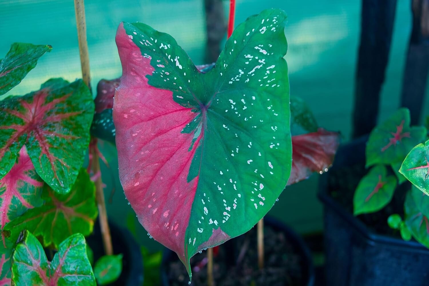 Harrison Strap Caladium Bulbs for Planting