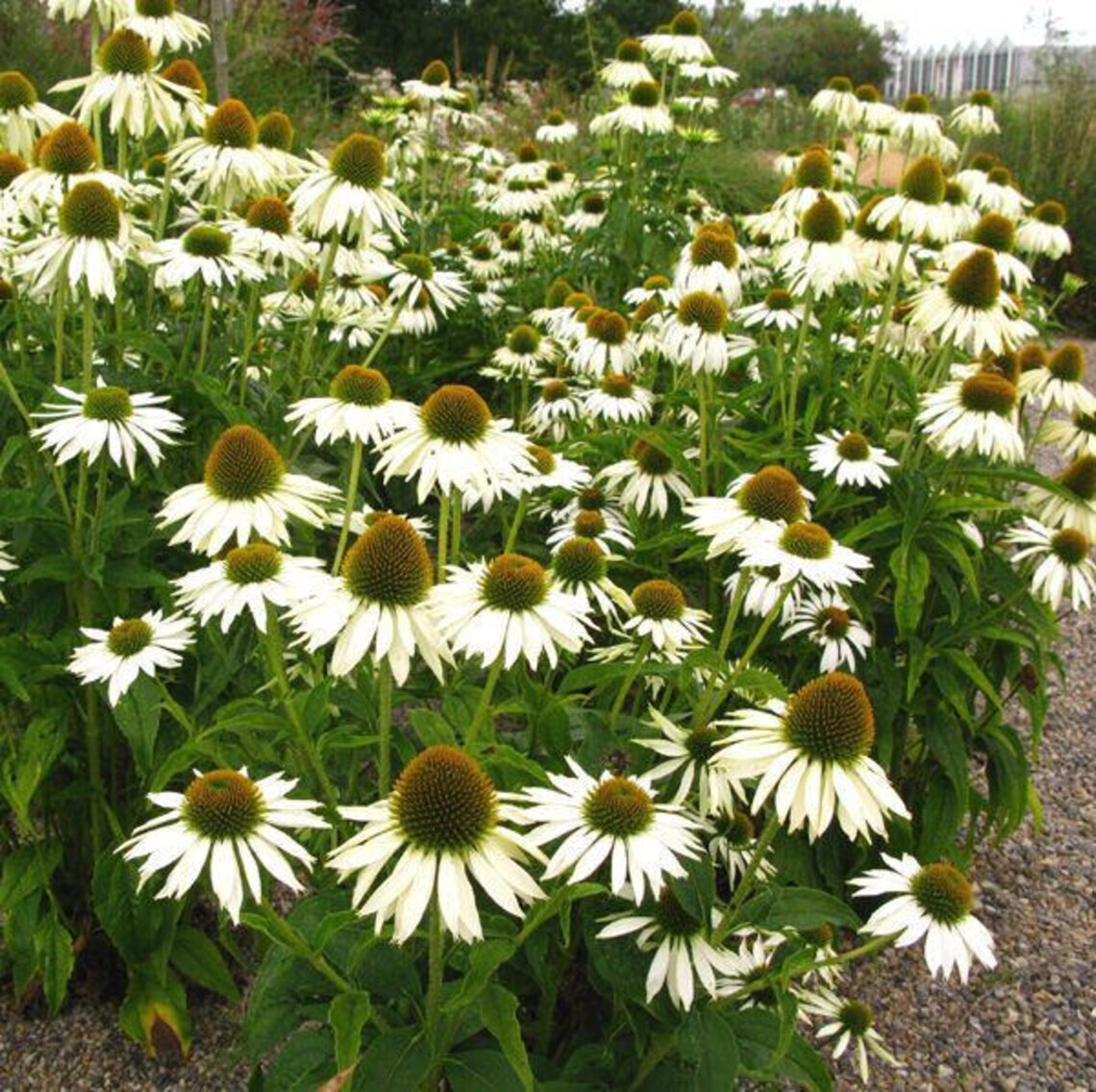 40 Seeds White Swan Coneflowers Echinacea Purpurea Alba~Beautifully Fragranced !