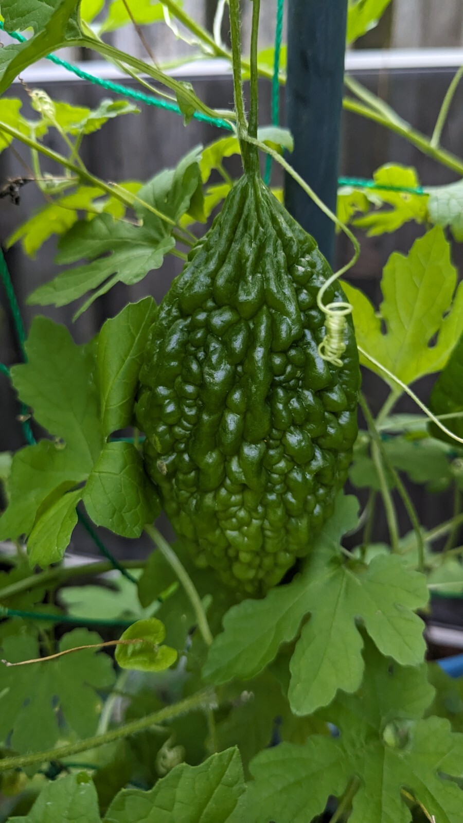 Mini Bitter Gourd Midi Pavakkai Karela Small Fruits India Type 10 Seeds