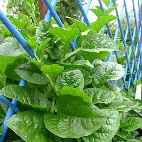 200+ Malabar Spinach Seeds for Planting – Ceylon Spinach Rau Mong TOI Green S…