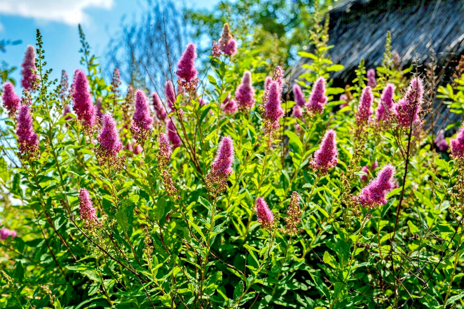 SPIRAEA DOUGLASII, 1000 SEEDS. WESTERN SPIREA, STEEPLE BUSH, WILDFLOWER