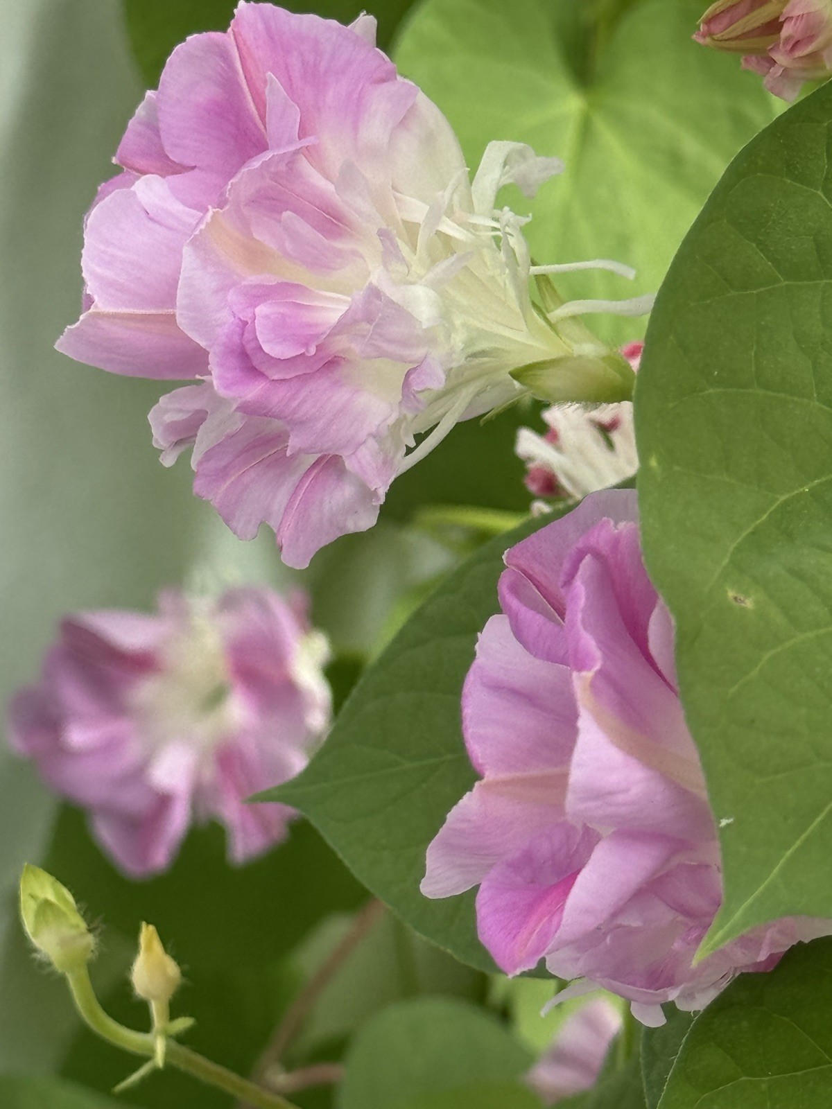 20 Pink Split Second Morning Glory Seeds Heirloom Cottage Garden Vine Double
