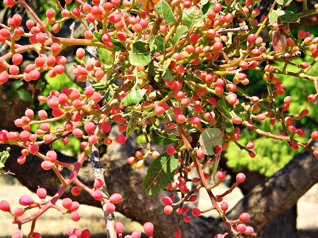 Pistachio Tree Seeds | Pistacia Vera Green Nut Perennial Seed 2025 Fast Shipping