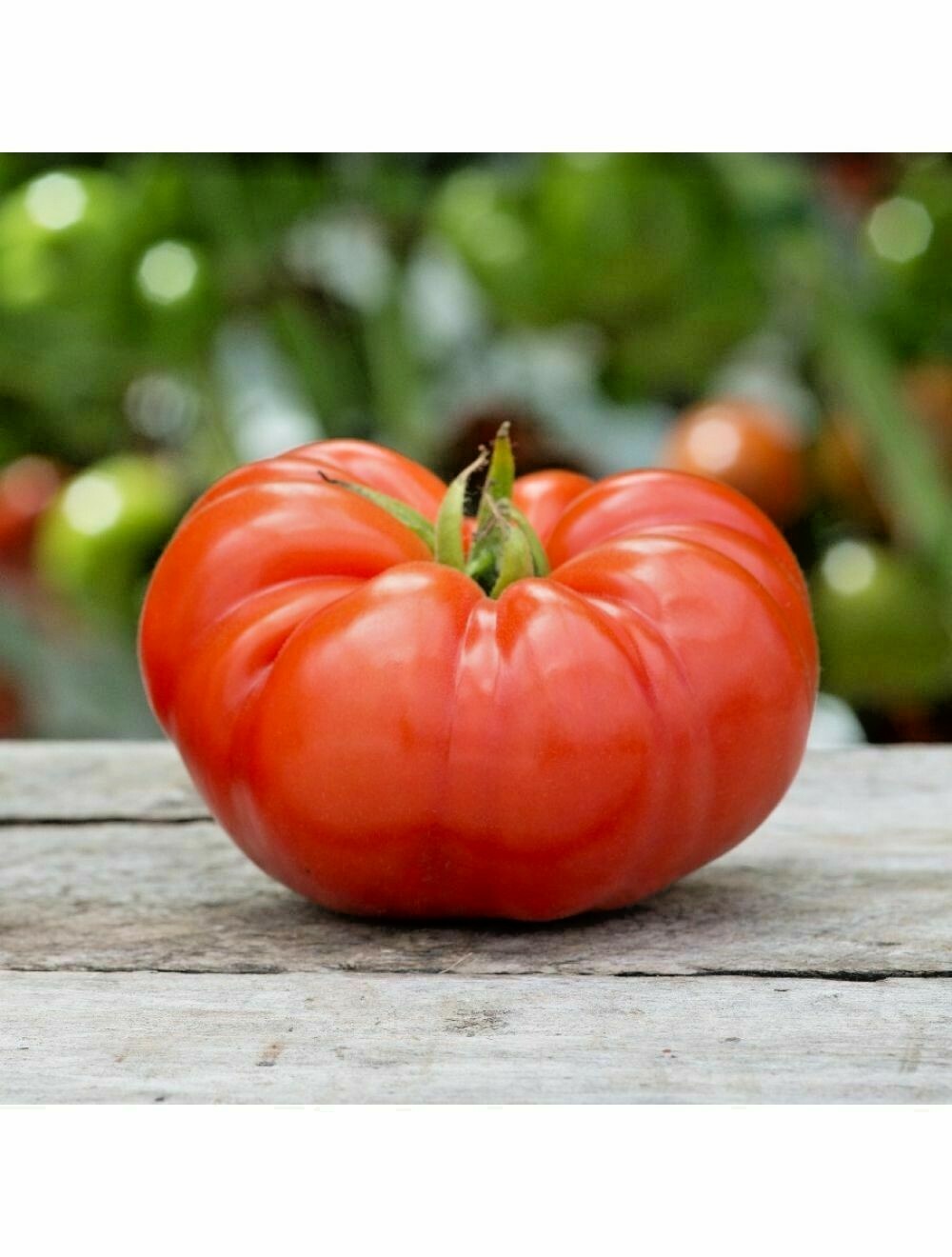150+BEEFSTEAK TOMATO Seeds Organic Native Vegetable Summer Garden Container Easy