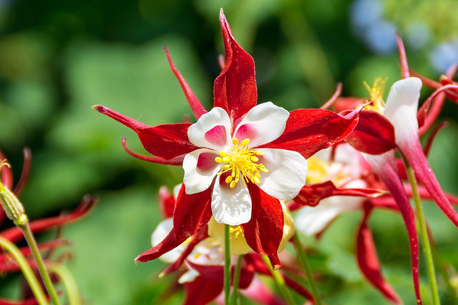 50 Mixed Colors MCKANAS GIANT COLUMBINE Aquilegia Vulgaris Flower Seeds