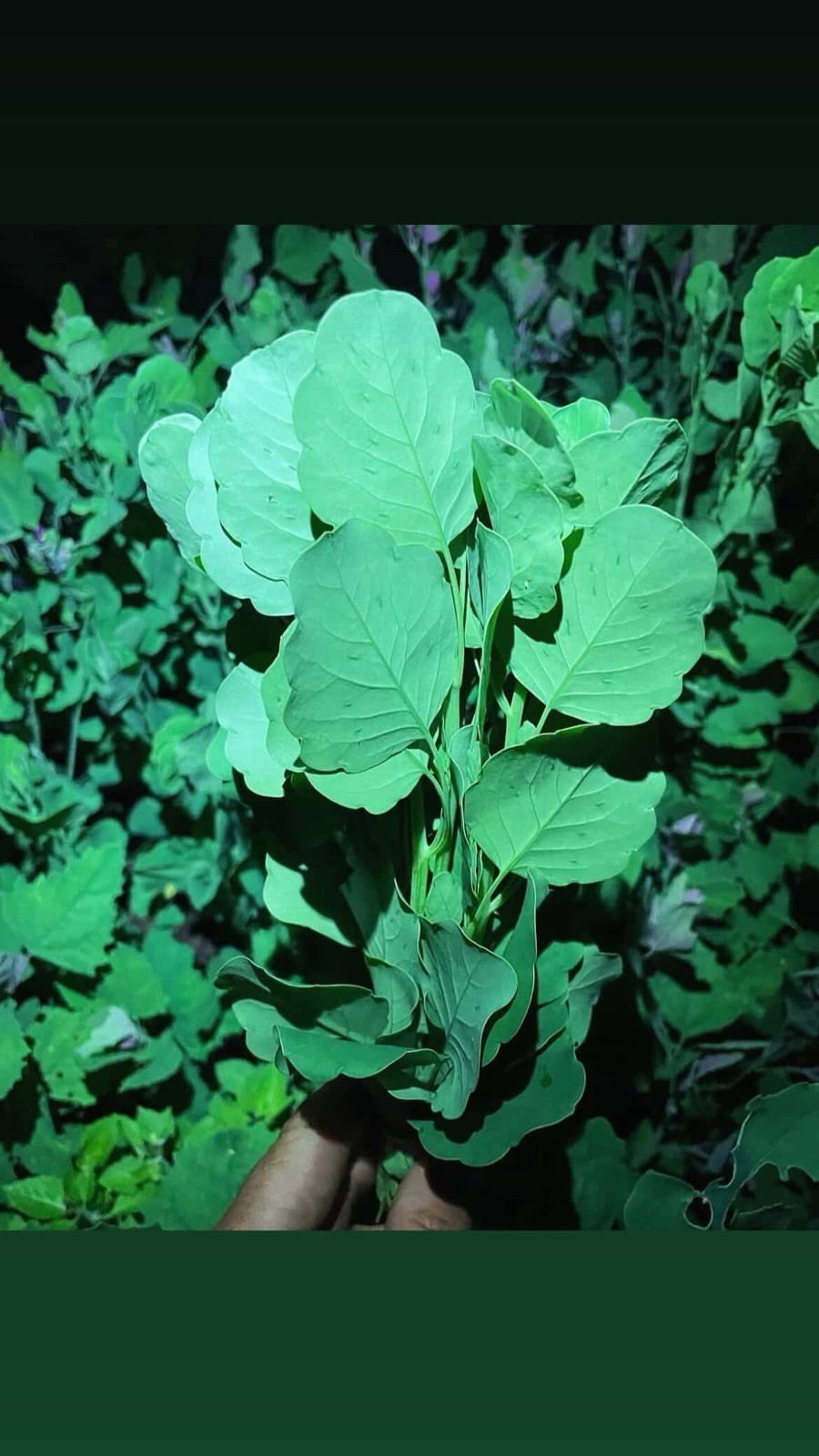 🔥 Papalo 1000+ Semillas 🌿 (Porophyllum ruderale)