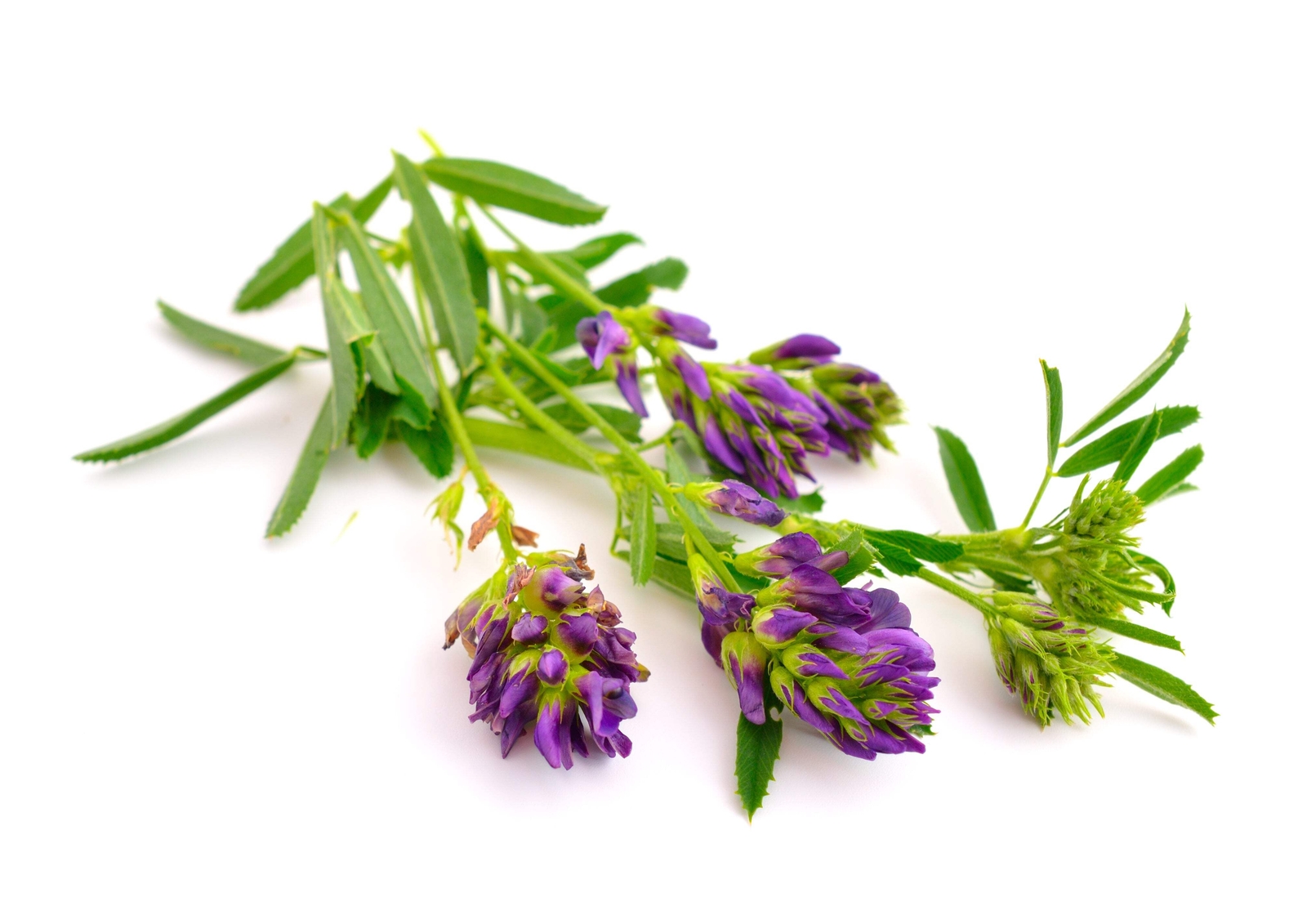 2000 ALFALFA Medicago Sativa Flower Plant Seeds