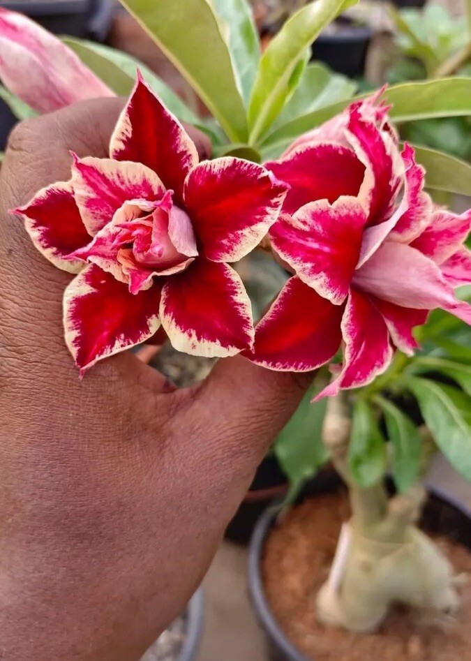 10. Desert Rose Seeds Red & Yellow . Rare.