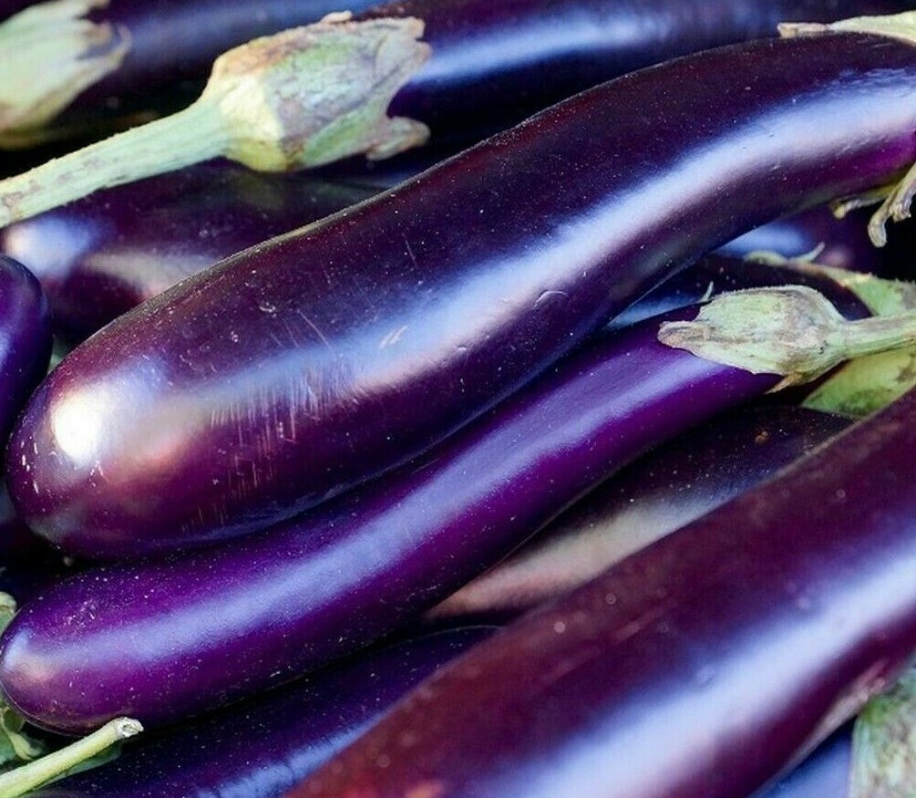LONG PURPLE EGGPLANT SEEDS 100+ Vegetable GARDEN culinary COOKING FREE SHIPPING