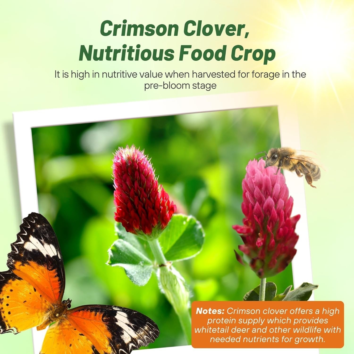 High-Protein Wildlife Forage – Clover Seed