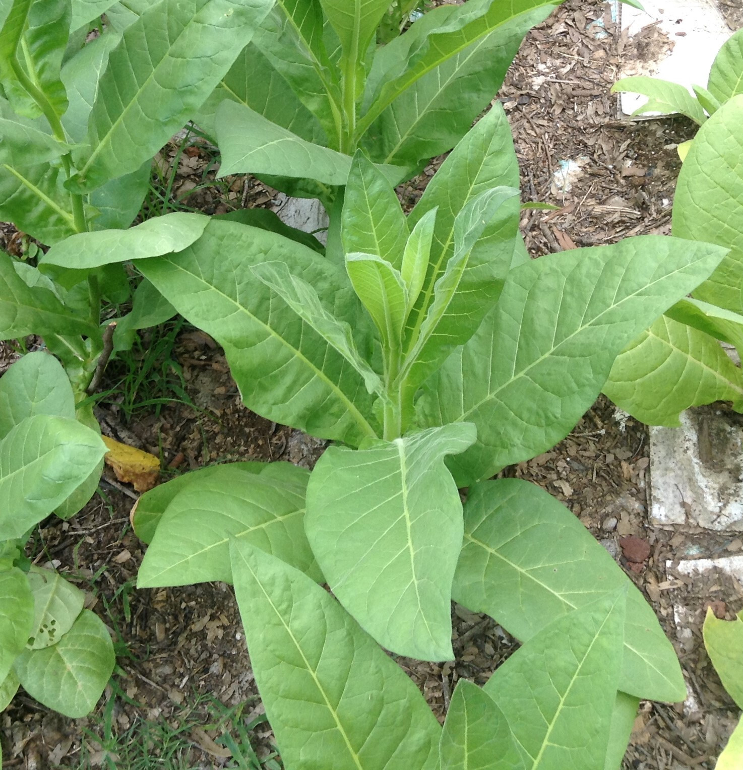 Little Dutch Tobacco seeds (1000+ per packet)