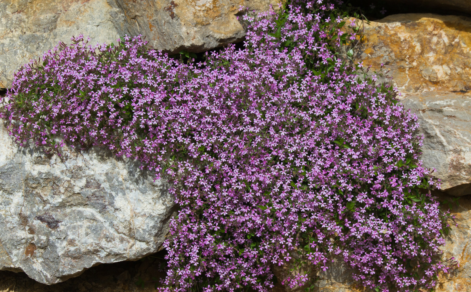 1,000 Pink Rock Soapwort Flower Seeds (Saponaria Ocymoides) | Soap Alternative