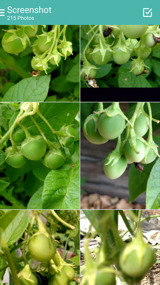 50 TPS True Potato Seeds Russet Yellow ORGANIC mix Potatoes Berry Bred in USA