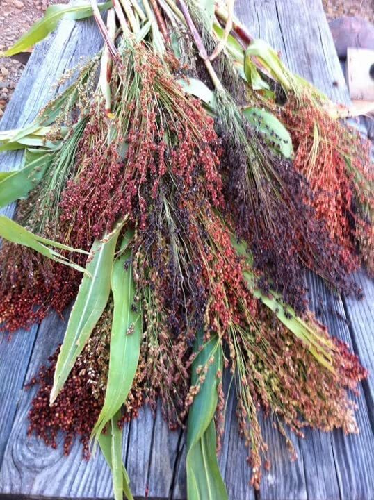 Rainbow Colors Broom Corn Seeds – 125+ Count Packet – Sorghum Bicolor Mixed Colo
