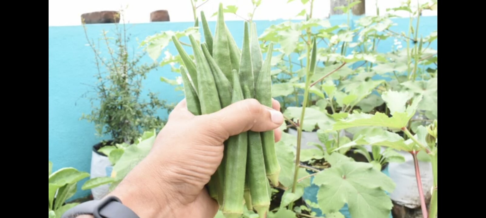 Indian Okra Bhendi vendaikai 20 Seeds Green, Long Pods heirloom OP