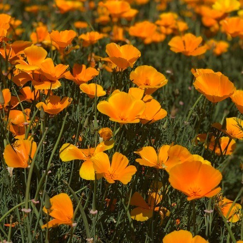 Classic Orange California Poppies Eschscholzia californica Fresh Ready To Plant