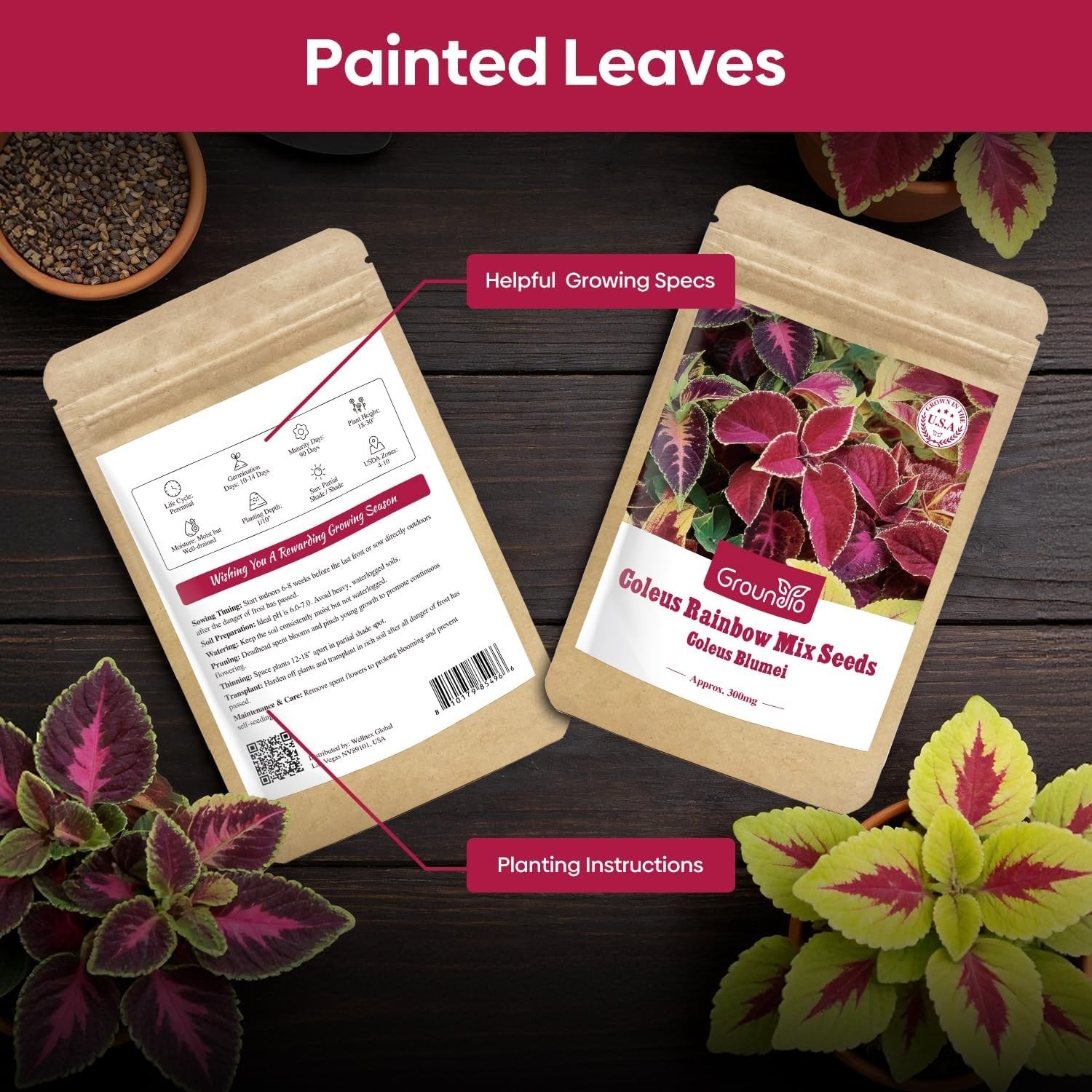 Coleus Seeds Colorful Rainbow Mix, High Germination Foliage for Patio & Borders