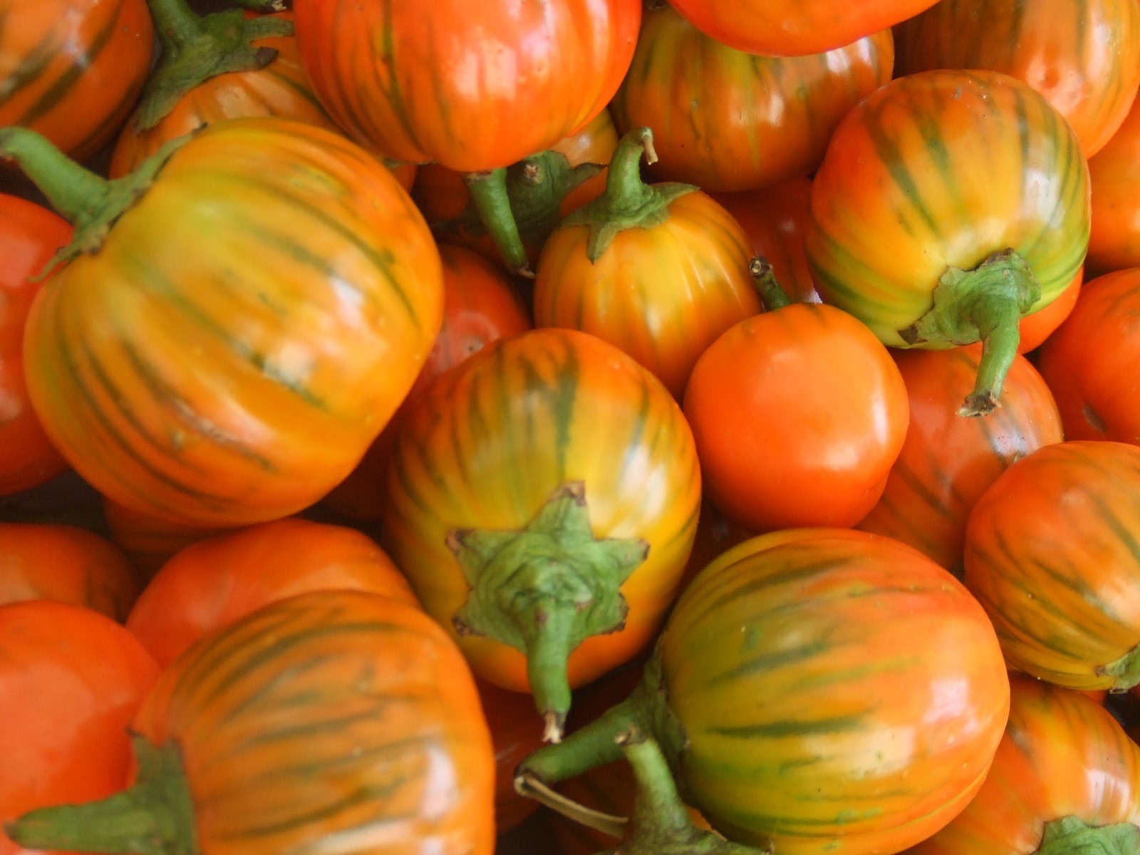 Eggplant Seeds 50 Seeds Turkish Eggplant Orange Vegetable Seeds