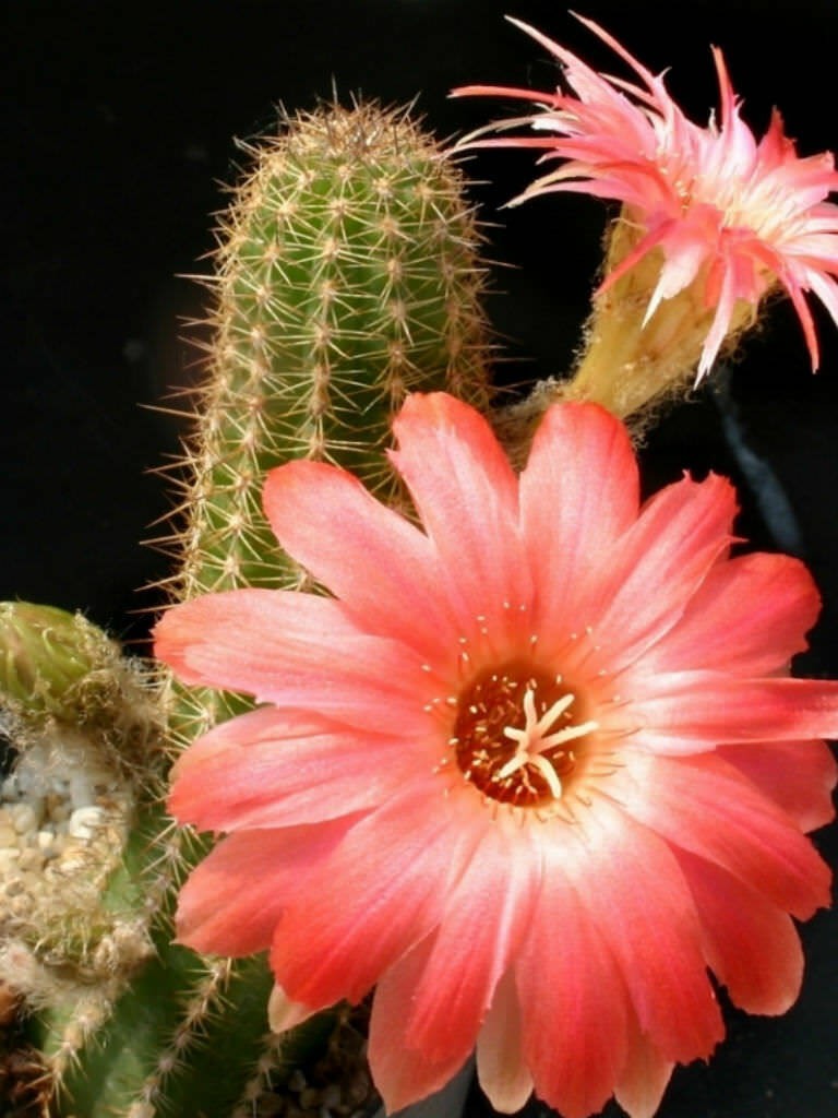 Chamaelobivia (Peanut Cactus) “Boom” Cactus Seeds (100 Seeds)