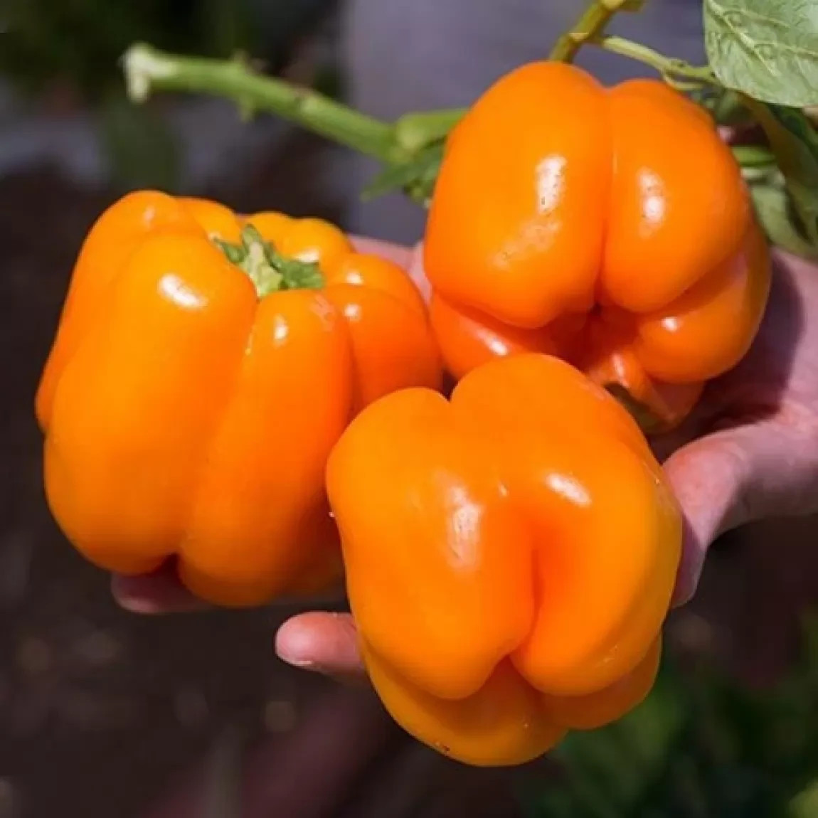 300 Seed Ultimate Heirloom Bell Pepper Combo Pack – NonGMO Super Sweet Peppers!!